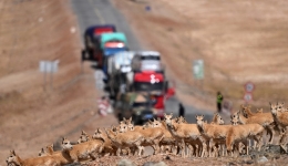 Massive Tibetan antelope migration a biodiversity triumph on 