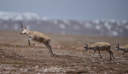5G technology arrives in time for Tibetan antelopes' breeding season in Hoh Xil