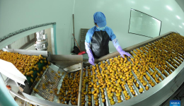 Across China: Thorn pear cultivation proves fruitful for mountain farmers