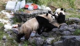 Xiplomacy: Chinese president corresponds with Belgian zookeeper over pandas, friendship