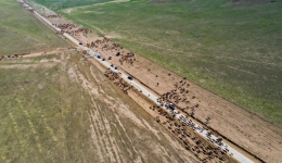 牧民的别样转场生活