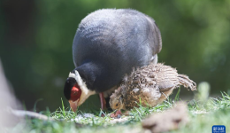 西藏：栖息在拉萨周边的藏马鸡