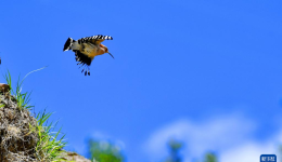 拉萨：白定村里戴胜舞