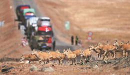 Tibetan antelopes arrive in Hoh Xil to calve