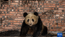 新华全媒+丨“蓉宝”背后的故事——中国保护大熊猫之路