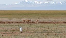 Tibetan antelopes start homebound migration with offspring