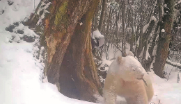 Wildlife monitoring improves in national parks