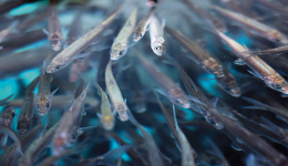 见证青海湖生态环境历史性变化