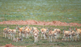 More national parks urged to protect species