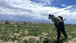 青海格尔木中药材种植“开辟”致富新路径