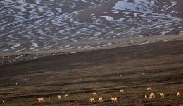 The global impact of environmental protection on Qinghai-Tibet Plateau