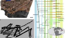 中国发现新的鸟翼类恐龙化石“奇异福建龙”