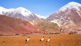 China's Tibet achieves overall carbon neutrality