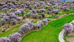 Experts, officials pool wisdom for developing ecological highlands in Tibet