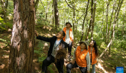 Tibet Story: Forest ranger in action on 