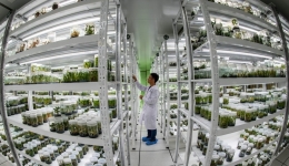 China to accelerate vitalization of seed industry
