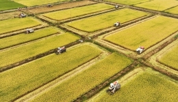 Chinese policy bank ups loan support for farmland cultivation