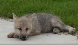 From hunter to beggar: Wild wolf's transformation gains online fame and concern