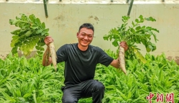 西藏阿里门士边境派出所民警兼职大棚种植、丰富牧民餐桌