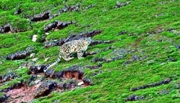 【人与自然和谐相处的温暖瞬间】寻豹，创纪录