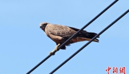 云南大山包保护区首次发现国家二级保护动物棕尾鵟