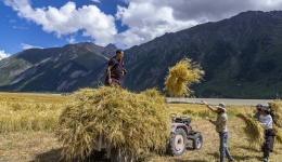 Xizang's grain output to exceed 1 mln tonnes in 2023