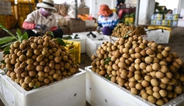 China's Hainan exports over 36 mln-yuan tropical fruits