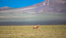 Drawing boundaries to protect wild animals