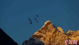 西藏林芝巴松措景区迎“高原精灵”黑颈鹤越冬