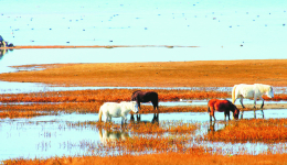 青海省海北州：40年，在高寒旱沙区谱写绿色奇迹
