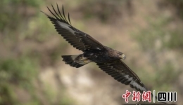 文旅赋能 甘孜州“州花”“州鸟”全球征集评选结果出炉