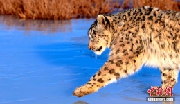 青海祁连：“雪山之王”河面试冰霸气外露