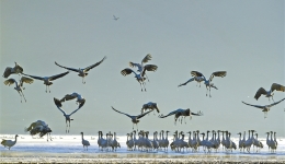 西藏黑颈鹤数量呈现逐年递增的良好态势