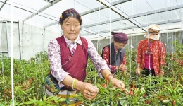 西藏隆子县：打造蔬果产业园区