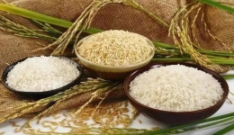 再创历史新高 我国2023年粮食产量13908.2亿斤