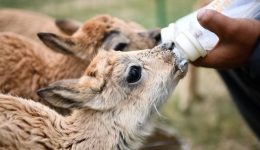 Rescued Tibetan antelope calves to start wilderness training in NW China