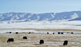 青海三农2023年“答卷”：农业农村发展稳中向好“三增五稳”