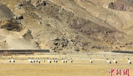 西藏农牧民管护员守护黑颈鹤十余载 像老朋友般亲切