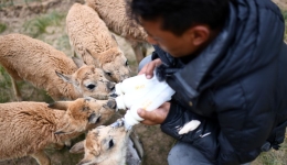 Protection of Tibetan antelope mirrors Chinese ecological wisdom
