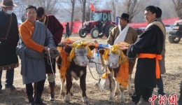 青海贵德黄河岸畔“二牛抬杠”启春耕