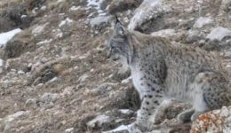 青海玛多牧民放牧时近距离偶遇猞猁