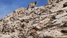 雪豹“巡山”！黄河源头生态管护员近距离偶遇雪豹