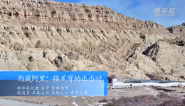 西藏阿里：接羔育幼正当时