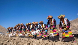 Spring farming ceremonies embrace tradition, modernization in China's Xizang