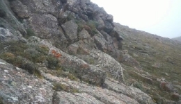 西藏聂荣县首次监测到雪豹活动