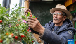 Feature: From serfdom to freedom, new life arising from old Xizang manor