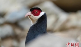 西藏现有野生脊椎动物1072种