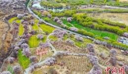 西藏林芝桃花节开幕 人气桃花村热闹迎客