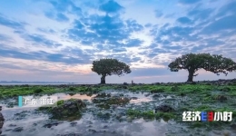 我国成全球森林资源增长最快国家！他们12年如一日，守护“海洋绿肺”