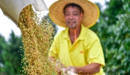 China launches campaign to boost grain output